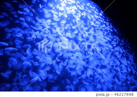 鶴岡市立加茂水族館 46227698