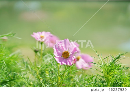 ピンクコスモス(Pink Cosmos) ピンクコスモス(Pink Cosmos) 46227929