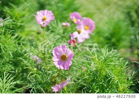 タイ王国ラマ9世公園、ピンクコスモス（Pink Cosmos） 46227930