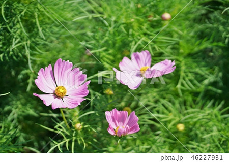 Pink Cosmos seen in Rama Ⅸ park Flower Festival Pink Cosmos seen in Rama Ⅸ park Flower Festival 46227931
