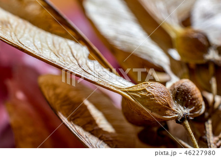 Macro close up of dry maple seed with details Macro close up of dry maple seed with details 46227980