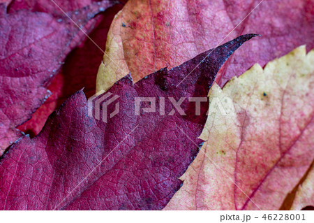 Close up, fallen autumn red maple leaves Close up, fallen autumn red maple leaves 46228001