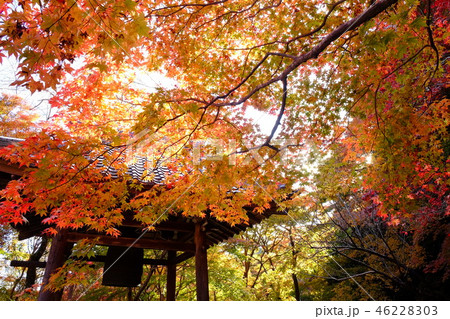 秋の勝持寺 46228303