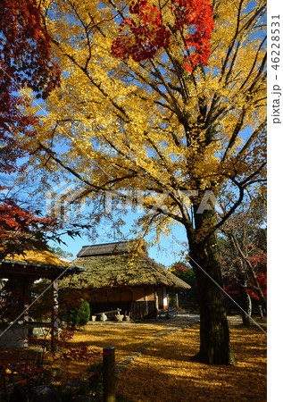 伊藤公生家と銀杏の木、左に産湯の井戸 伊藤公生家と銀杏の木、左に産湯の井戸 46228531