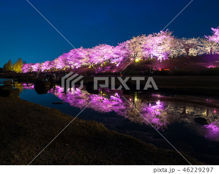 打上川治水緑地の桜ライトアップ 46229297