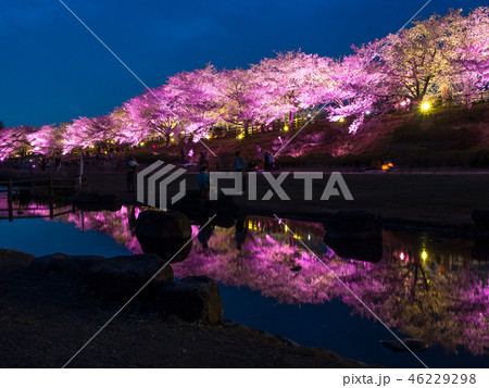 打上川治水緑地の桜ライトアップ 46229298
