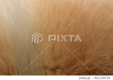 Wool Chow Chow Dog Close Up Wool Chow Chow Dog Close Up 46229410