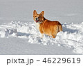 走りたいコーギー 46229619