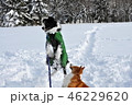 ボーダーとコーギー 46229620