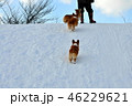 雪山登る犬 46229621