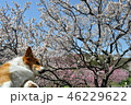 梅見学犬 46229622