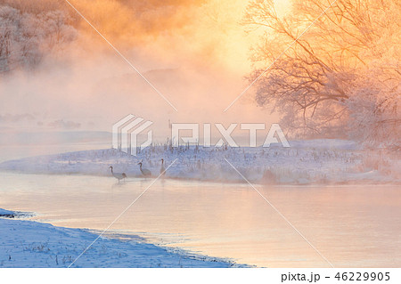タンチョウ鶴 金色に染まる 希望の年に 年賀状 46229905