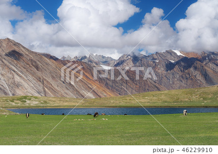 Nature landscape, cows grazing grass in pasture Nature landscape, cows grazing grass in pasture 46229910