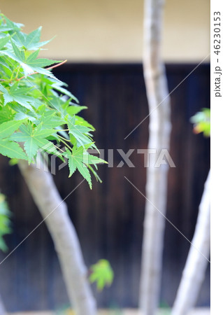 信州・「栗と北斎と花の町小布施」の街並 モミジと板塀 信州・「栗と北斎と花の町小布施」の街並 モミジと板塀 46230153