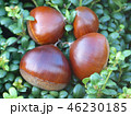 栗 46230185