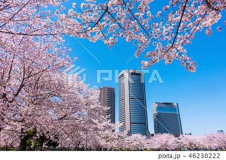 大阪アメニティーパークと桜 46230222