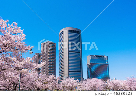 大阪アメニティーパークと桜 大阪アメニティーパークと桜 46230223