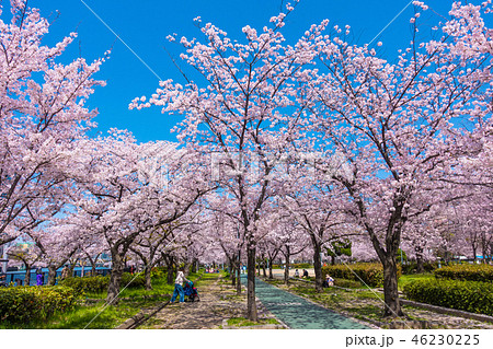 毛馬桜ノ宮公園の桜並木 46230225