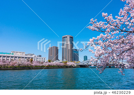 大阪アメニティーパークと桜 46230229