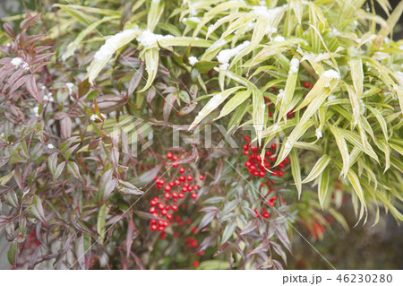 ナンテンの実と雪 46230280