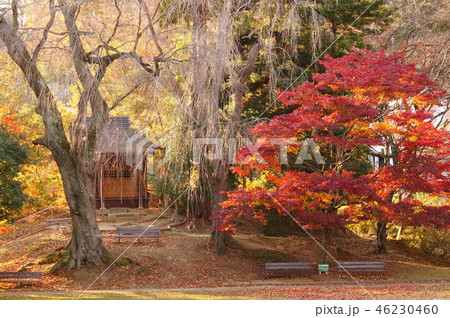 秋の翠ヶ丘公園 秋の翠ヶ丘公園 46230460
