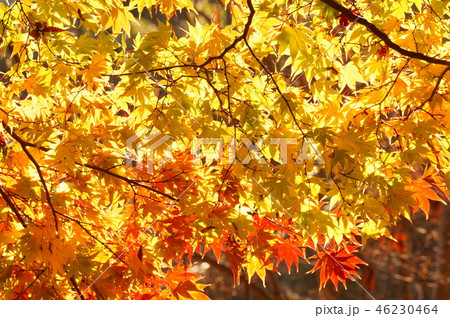 金の紅葉 金の紅葉 46230464