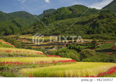 熊本県山鹿市菊鹿町番匠の棚田彼岸花 熊本県山鹿市菊鹿町番匠の棚田彼岸花 46230937