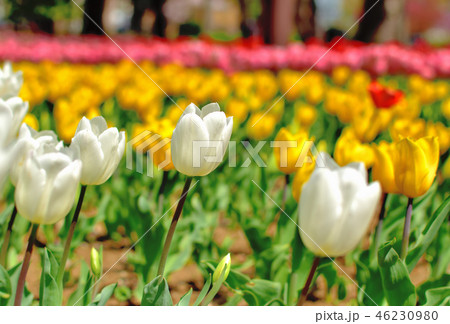 満開に咲く横浜公園チューリップ 46230980