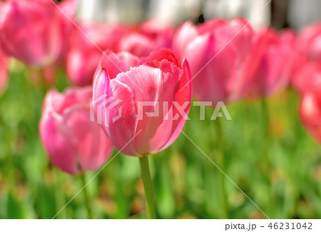 満開に咲く横浜公園チューリップ 満開に咲く横浜公園チューリップ 46231042