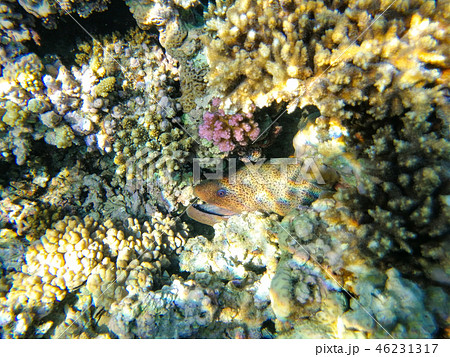 Moray hunts in sea water among coral reefs 46231317