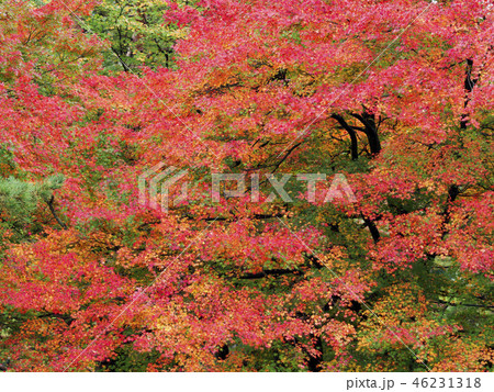 紅葉（富山県） 46231318