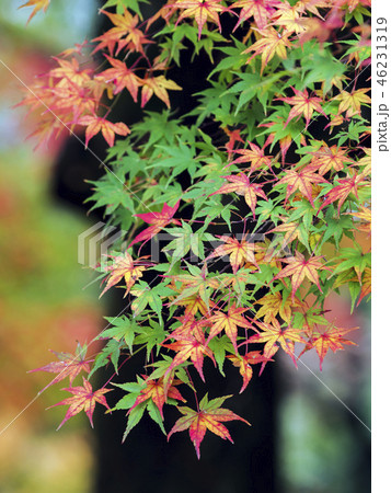 紅葉（富山県） 46231319