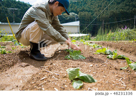 農業　男性　露地栽培 46231336