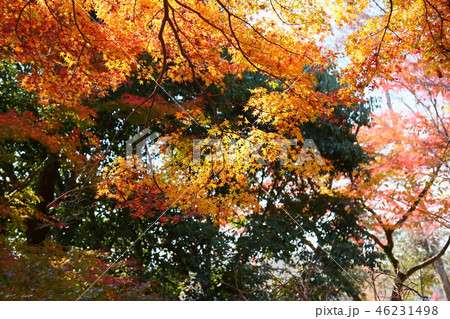 奈良の秋　輝く紅葉 46231498