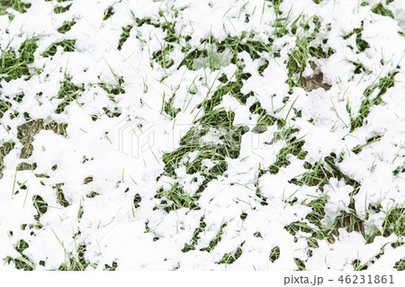 Grass snowy field Grass snowy field 46231861