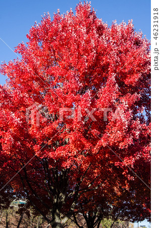 サトウカエデの紅葉 サトウカエデの紅葉 46231918