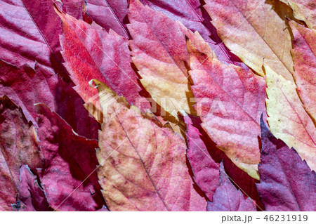 Close up, fallen autumn red maple leaves Close up, fallen autumn red maple leaves 46231919