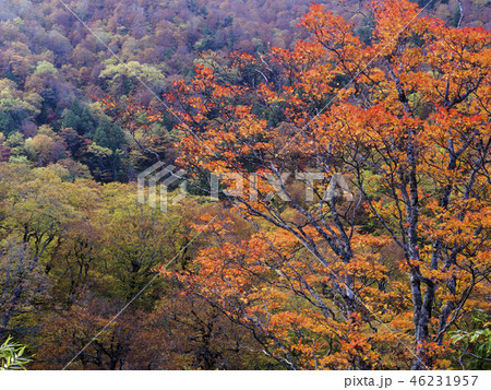 有峰林道の紅葉(富山県) 有峰林道の紅葉(富山県) 46231957