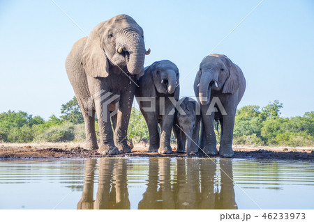 アフリカゾウ 46233973