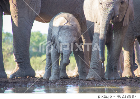 アフリカゾウ アフリカゾウ 46233987