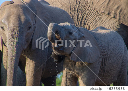アフリカゾウ 46233988