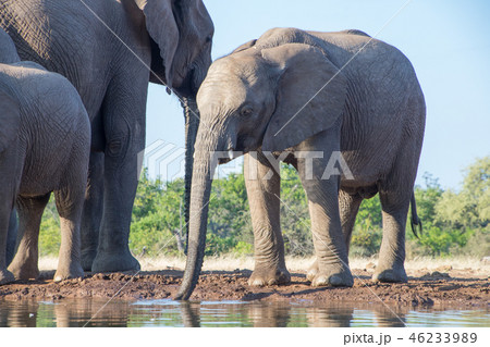 アフリカゾウ アフリカゾウ 46233989