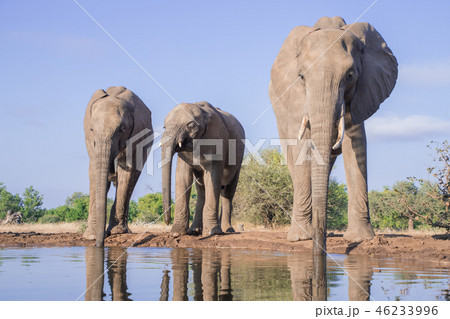 アフリカゾウ 46233996