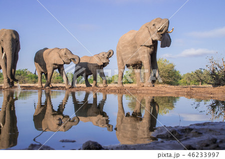 アフリカゾウ 46233997