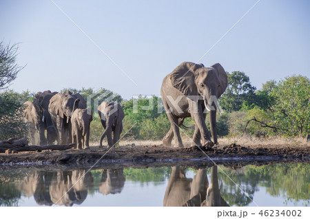 アフリカゾウ 46234002
