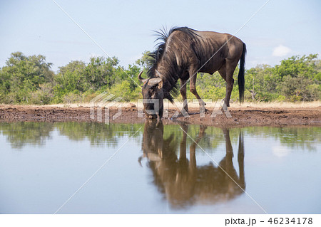 水飲み場のヌー 水飲み場のヌー 46234178