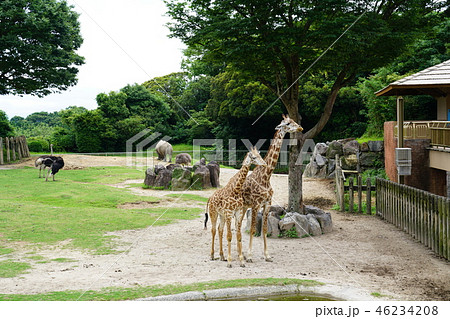 キリン　動物園 46234208