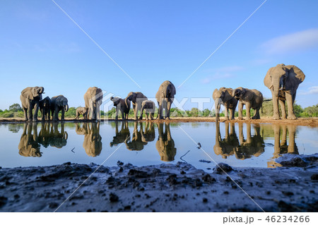 アフリカゾウ 46234266