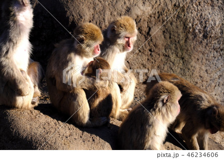 冬　猿　親子　日向ぼっこ 46234606