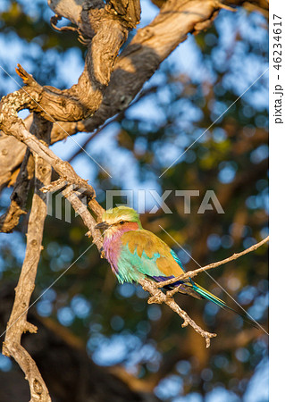 アフリカのカラフルな野鳥 アフリカのカラフルな野鳥 46234617